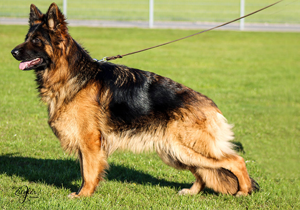 German Shepherd Breeding