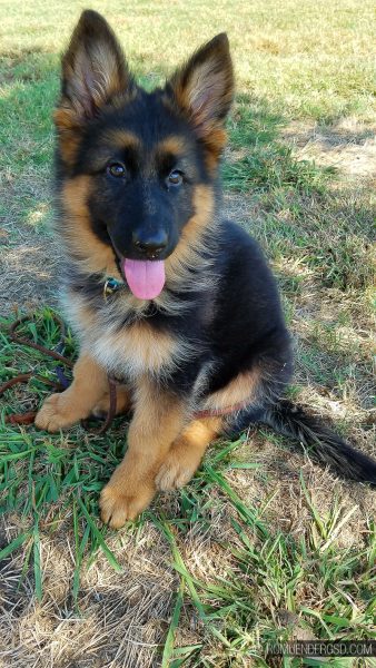 German Shepherd Puppies