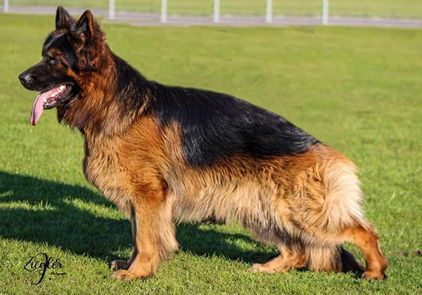 German Shepherd Breeders